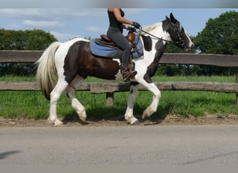 Pinto, Wałach, 4 lat, 141 cm, Srokata