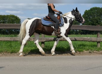 Pinto, Wałach, 4 lat, 141 cm, Srokata