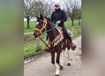Pinto, Wałach, 4 lat, 151 cm, Srokata