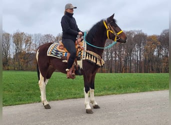Pinto, Wałach, 4 lat, 151 cm, Srokata