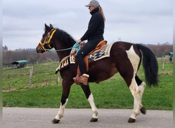 Pinto, Wałach, 4 lat, 151 cm, Srokata