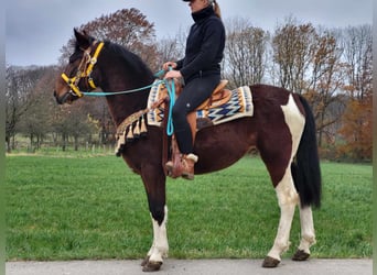 Pinto, Wałach, 4 lat, 151 cm, Srokata