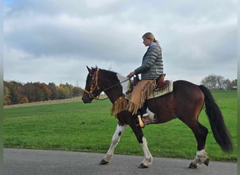 Pinto, Wałach, 4 lat, 152 cm, Srokata