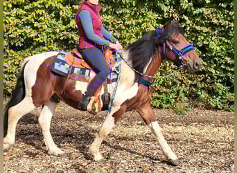 Pinto, Wałach, 4 lat, 154 cm, Srokata