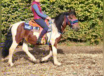 Pinto, Wałach, 4 lat, 154 cm, Srokata