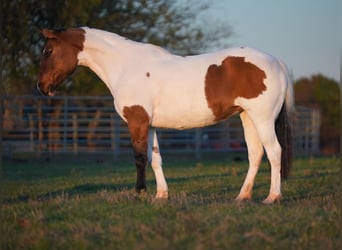 Pinto, Wałach, 8 lat, 145 cm, Srokata