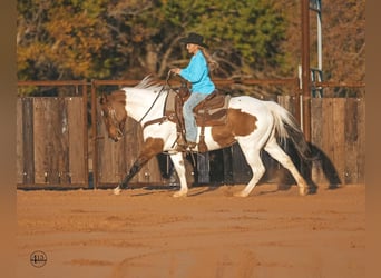 Pinto, Wałach, 8 lat, 145 cm, Srokata