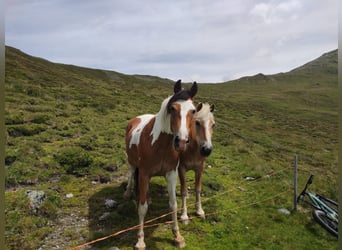 Pinto Mix, Wałach, 8 lat, 150 cm