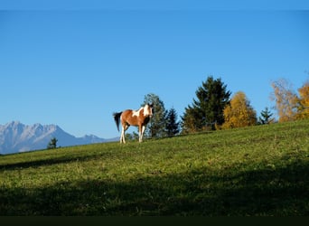 Pinto Mix, Wałach, 8 lat, 150 cm