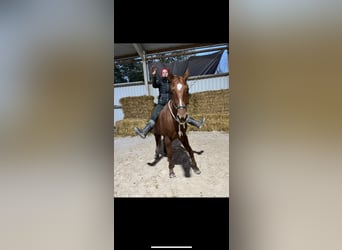 Pinto, Wałach, 8 lat, 160 cm, Kasztanowata