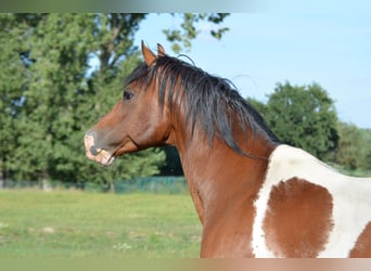 Pintos, Hengst, 15 Jahre, 153 cm, Tobiano-alle-Farben