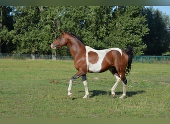 Pintohäst, Hingst, 15 år, 153 cm, Tobiano-skäck-alla-färger