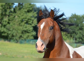 Pintos, Hengst, 15 Jahre, 153 cm, Tobiano-alle-Farben