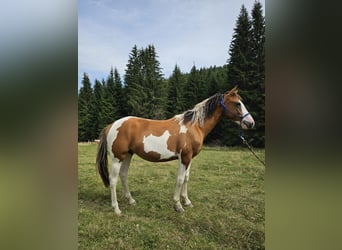 Pintohäst Blandning, Hingst, 1 år, 150 cm, Pinto