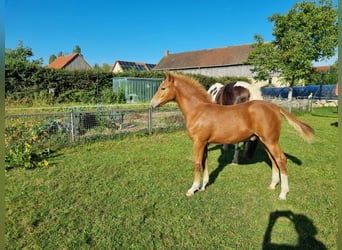 Pintohäst, Hingst, 1 år, 155 cm, fux