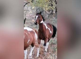 Pintohäst, Hingst, 2 år, 160 cm, Tobiano-skäck-alla-färger