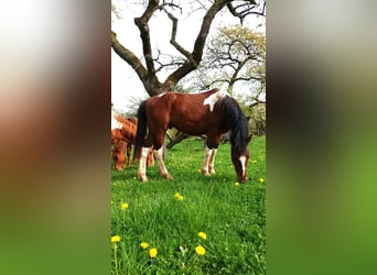 Pintohäst, Hingst, 2 år, 160 cm, Tobiano-skäck-alla-färger