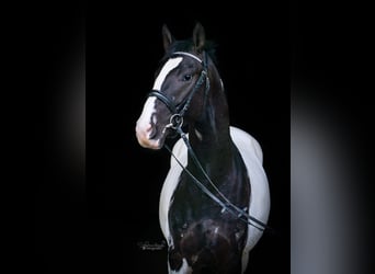 Pintohäst, Hingst, 3 år, Leopard-Piebald