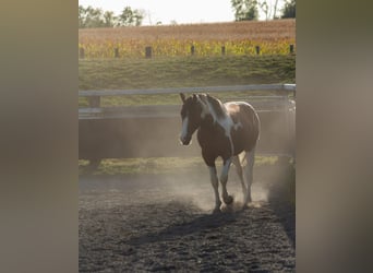 Pintohäst Blandning, Hingst, 3 år, Tobiano-skäck-alla-färger