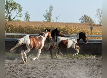 Pintohäst Blandning, Hingst, 3 år, Tobiano-skäck-alla-färger