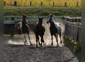 Pintohäst Blandning, Hingst, 3 år, Tobiano-skäck-alla-färger
