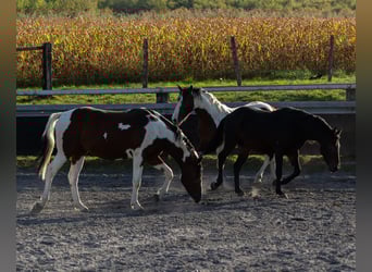 Pintohäst Blandning, Hingst, 3 år, Tobiano-skäck-alla-färger