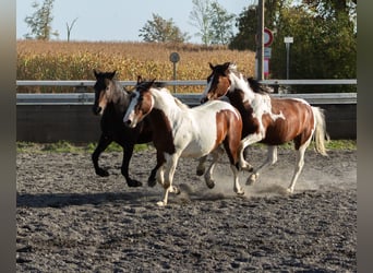 Pintohäst Blandning, Hingst, 3 år, Tobiano-skäck-alla-färger