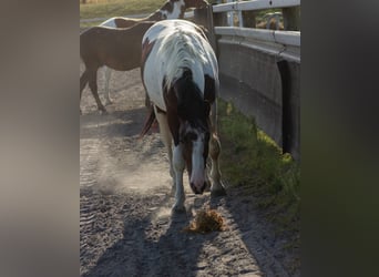 Pintohäst Blandning, Hingst, 3 år, Tobiano-skäck-alla-färger