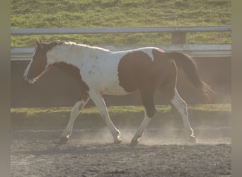Pintohäst Blandning, Hingst, 3 år, Tobiano-skäck-alla-färger