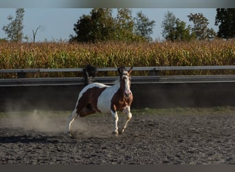Pintohäst Blandning, Hingst, 3 år, Tobiano-skäck-alla-färger