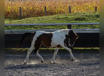 Pintohäst Blandning, Hingst, 3 år, Tobiano-skäck-alla-färger