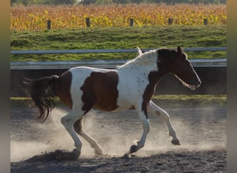 Pintohäst Blandning, Hingst, 3 år, Tobiano-skäck-alla-färger