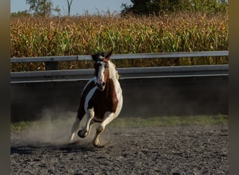 Pintohäst Blandning, Hingst, 3 år, Tobiano-skäck-alla-färger