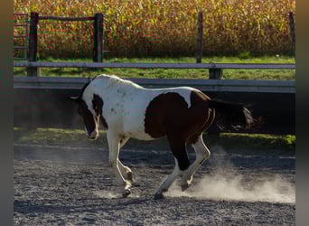 Pintohäst Blandning, Hingst, 3 år, Tobiano-skäck-alla-färger