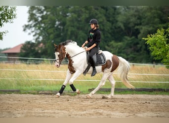 Pintohäst, Hingst, 5 år, 155 cm, Pinto