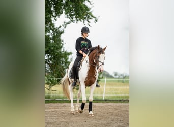 Pintohäst, Hingst, 5 år, 155 cm, Pinto