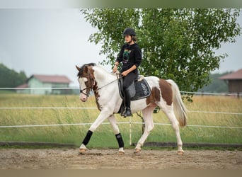 Pintohäst, Hingst, 5 år, 155 cm, Pinto