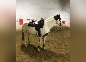 Pintohäst, Hingst, 7 år, 155 cm, Tobiano-skäck-alla-färger