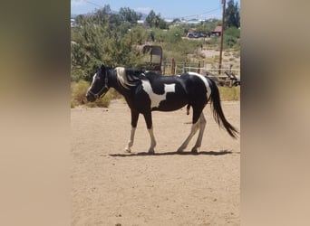 Pintohäst, Hingst, 8 år, 152 cm, Tobiano-skäck-alla-färger