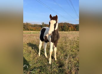 Pintohäst Blandning, Hingst, Föl (08/2024), 148 cm, Pinto