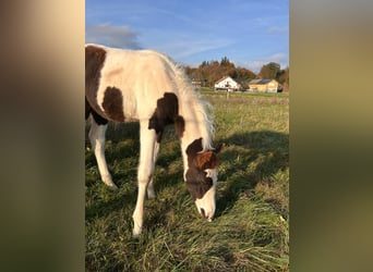 Pintohäst Blandning, Hingst, Föl (08/2024), 148 cm, Pinto