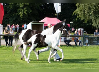 Pintohäst, Hingst, Föl (05/2023), 160 cm, Pinto