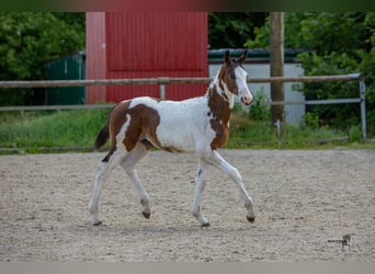 Pintohäst, Hingst, Föl (03/2023), Pinto