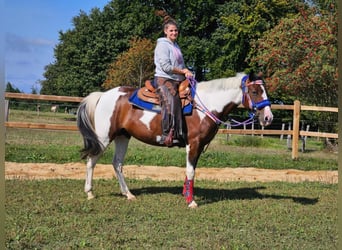 Pintos, Stute, 11 Jahre, 148 cm, Schecke