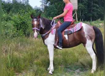 Pintohäst, Sto, 12 år, 153 cm, Pinto