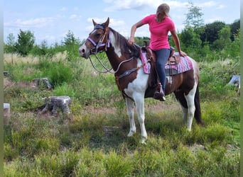Pintohäst, Sto, 12 år, 153 cm, Pinto