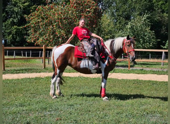 Pintohäst, Sto, 12 år, 153 cm, Pinto