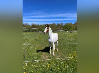 Pintohäst, Sto, 14 år, 147 cm, Pinto