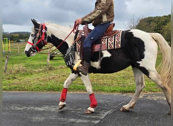 Pintos, Stute, 16 Jahre, 148 cm, Schecke