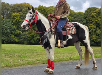 Pintos, Stute, 16 Jahre, 148 cm, Schecke